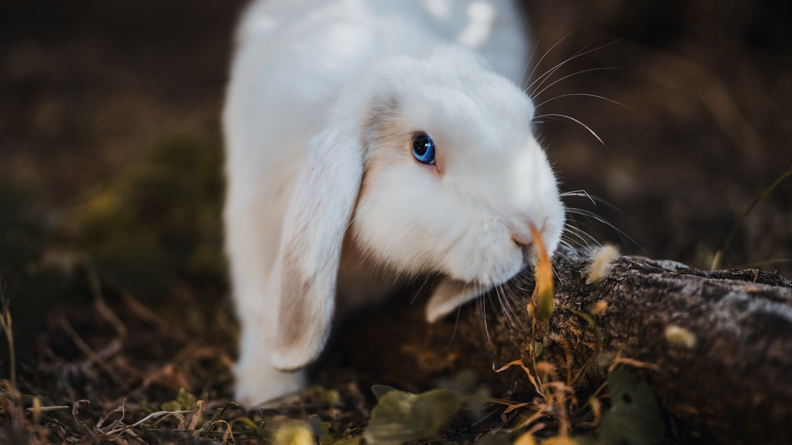 AYX官网-【“快节奏”规则——比赛时间缩短带来的巨大变化】，快节奏什么意思