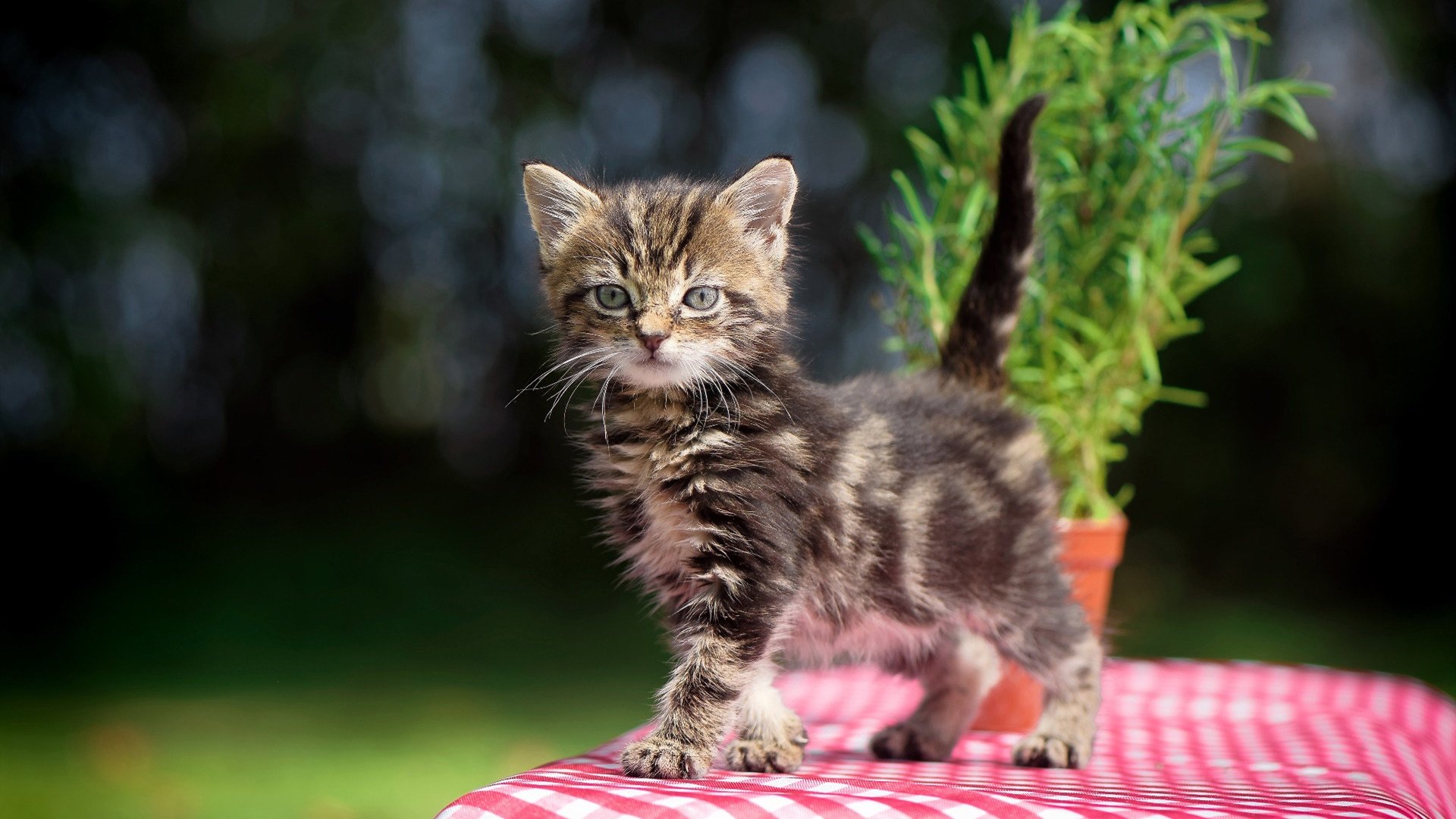 爱游戏中国官方网站平台-中国青训体系“走出去”，推广国际先进青训理念，青训体系是什么