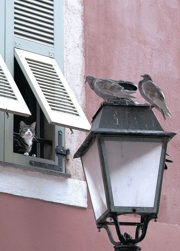 AYX GAME-日本马术协会授予大和田智子“年度最佳盛装舞步骑手”称号。,大和田全名