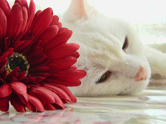 爱游戏中国官方网站平台-火箭队推出青年计划,未来之星开始崭露头角,火箭未来首轮签