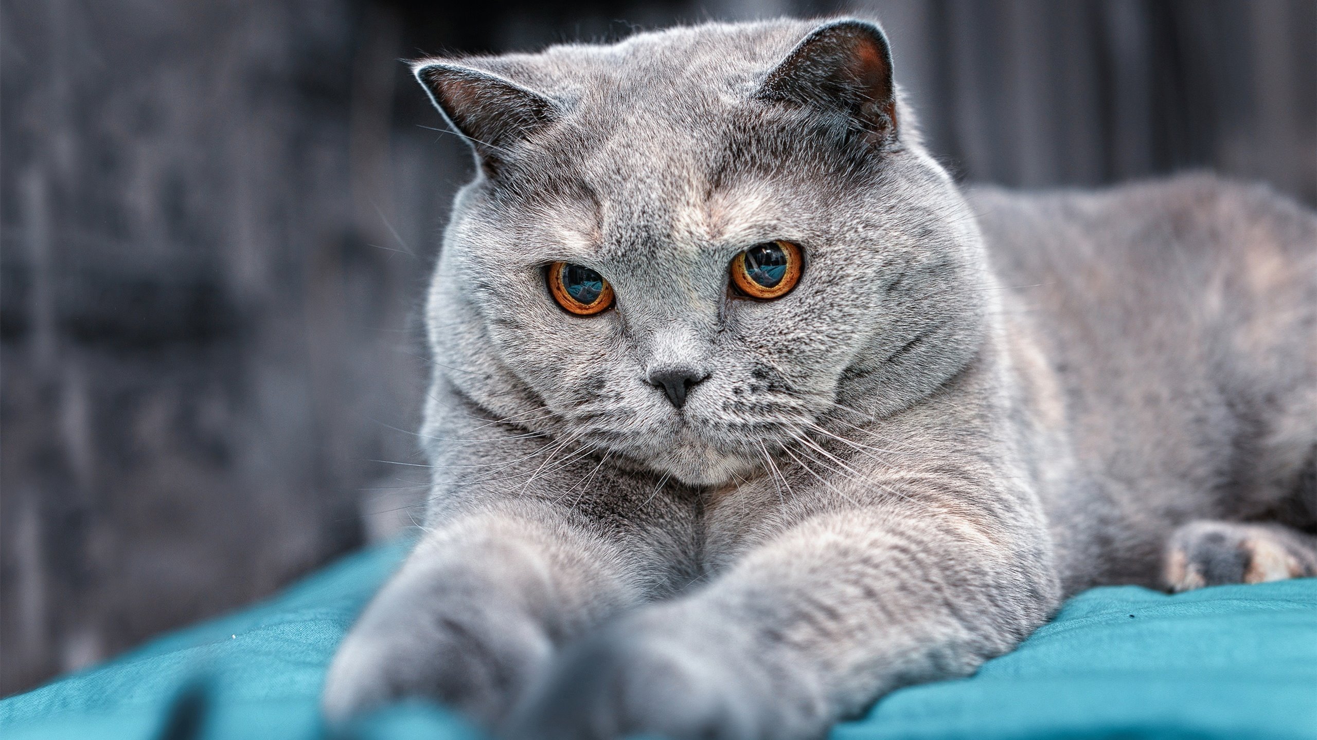 爱游戏娱乐平台-英超背水一战，教练谈战术调整，放眼英超,谁能打爆这条防线