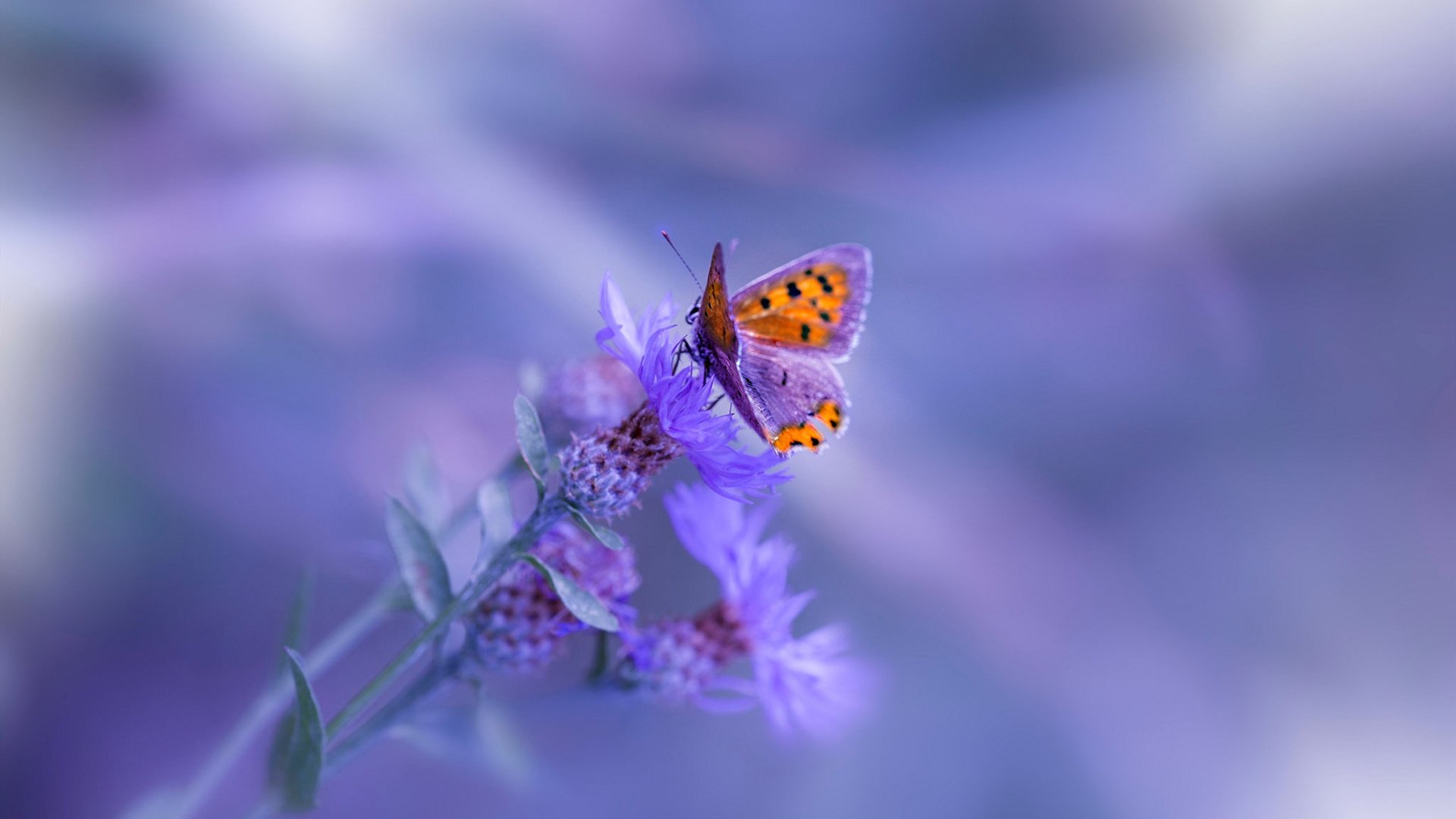 爱游戏中国官方网站平台-英超：切尔西3-2险胜伯恩茅斯，哈弗茨关键破门，英超切尔西足球俱乐部