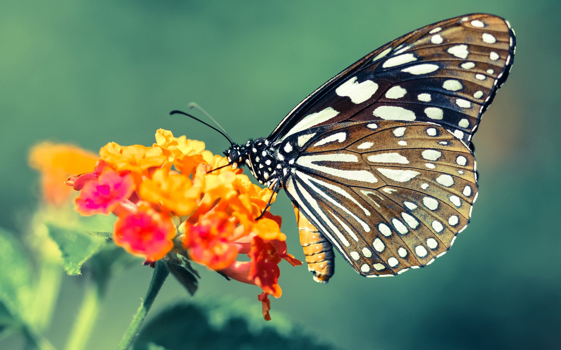 爱游戏平台-女足世界杯赛场气氛热烈，女足世界杯出现