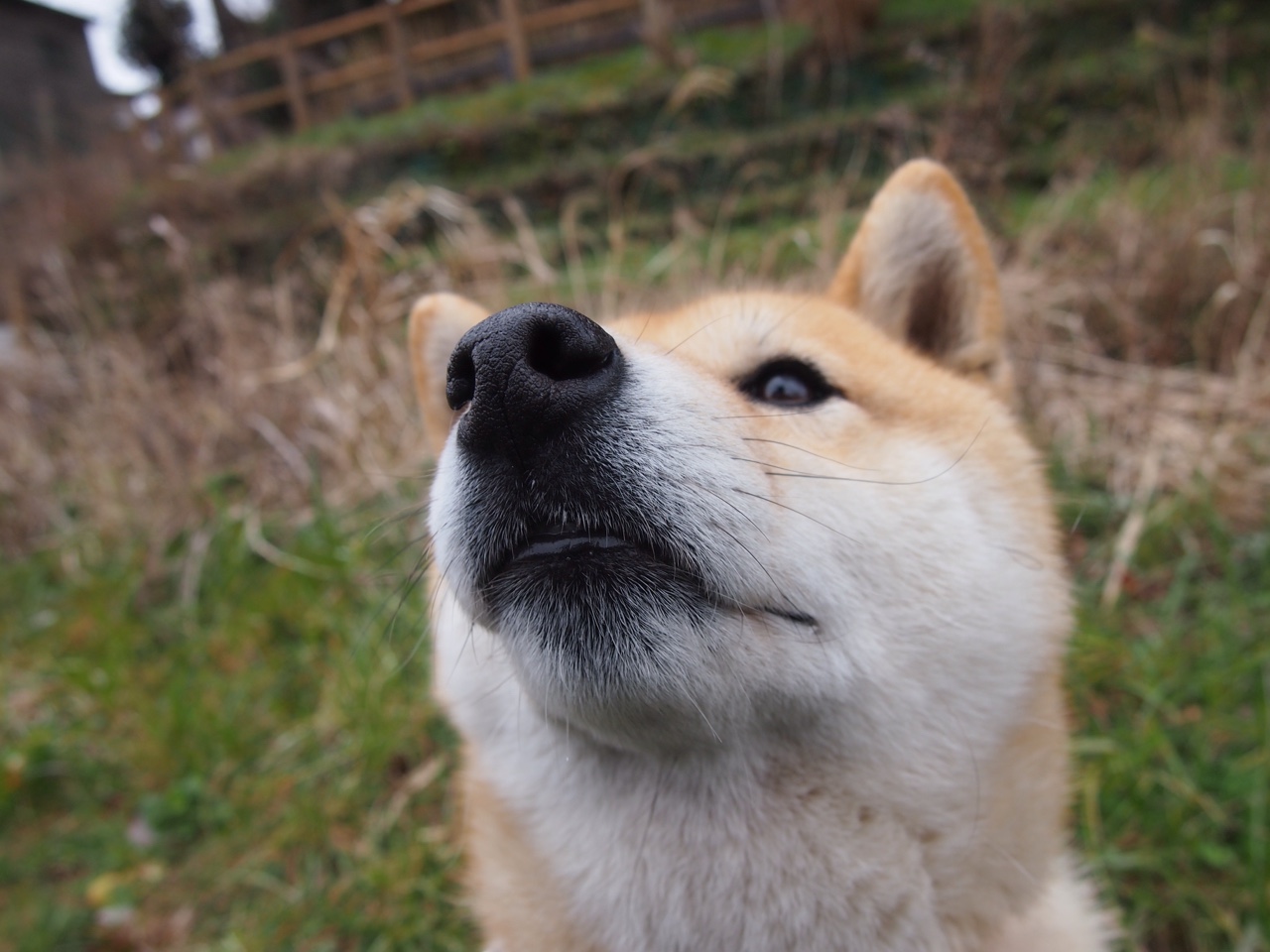 爱游戏中国官方网站平台-布鲁诺·卡博克洛在NBA夏季联赛中展现进攻多样性，布鲁卡洛斯
