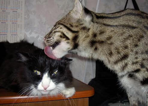 爱游戏官方-王牌队战术调整见成效，王牌战队要用什么口号