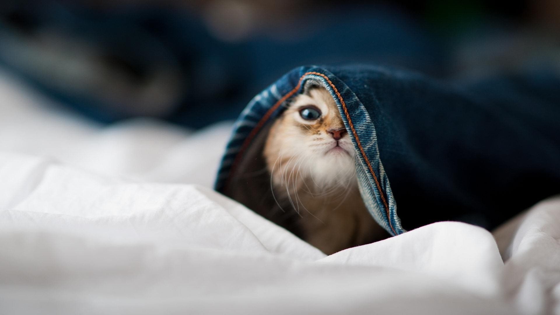 AYX GAME-“快艇冲浪：东三叉湖赛场成为极速竞速的最佳舞台”