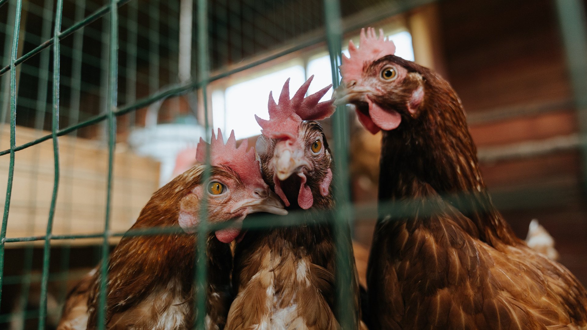 爱游戏体育平台-加拿大队未来发展计划:强化心理素质与身体素质的双重训练,加拿大队首发