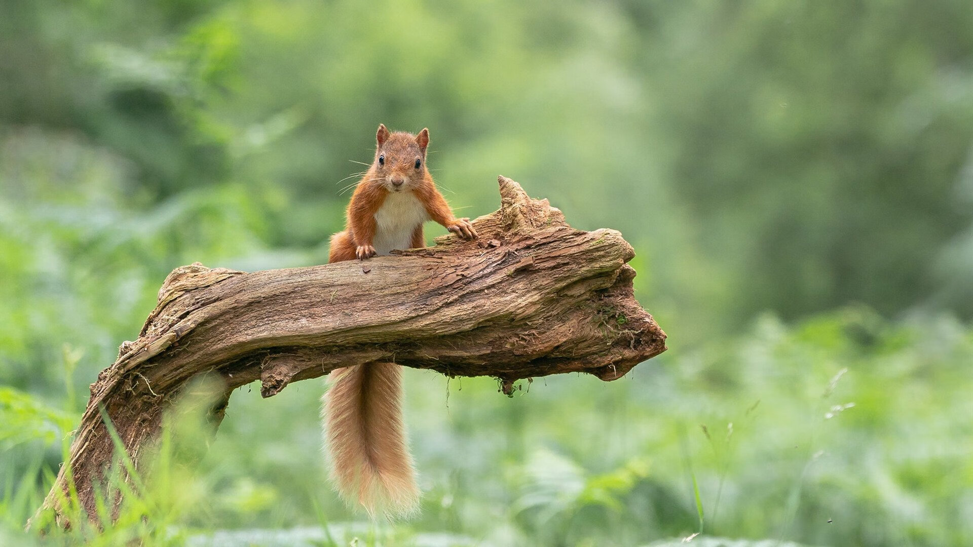 爱游戏在线登录入口-中国篮球青少年篮球发展趋势分析,青少年篮球的未来发展