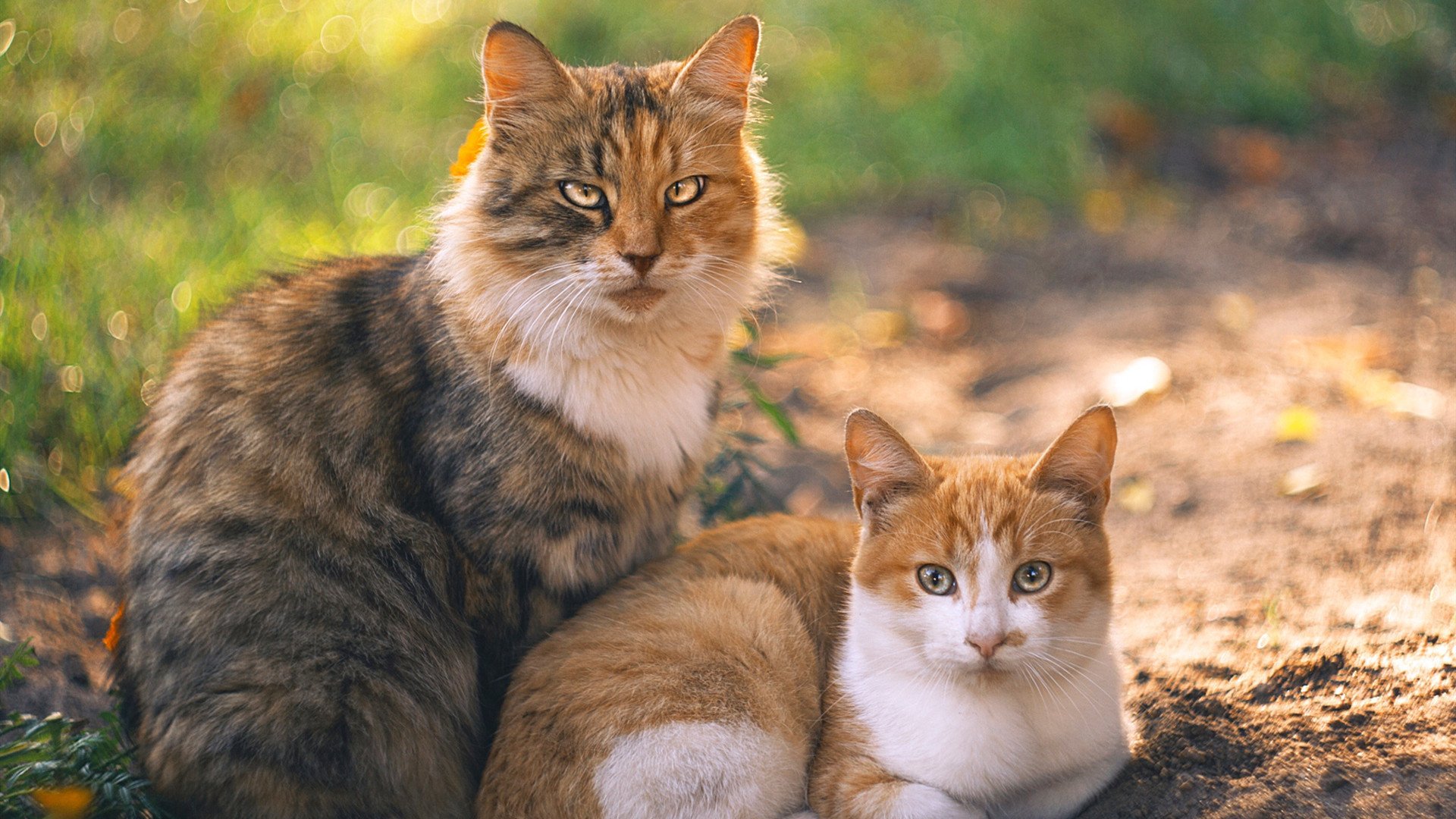 AYX SPORTS-新训练器材投入使用提升球员专项能力训练效果显著，训练球推荐