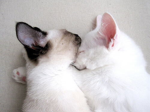 爱游戏app下载-加拿大队未来展望：如何培养更多顶级球员，扩展世界影响力，加拿大队伍